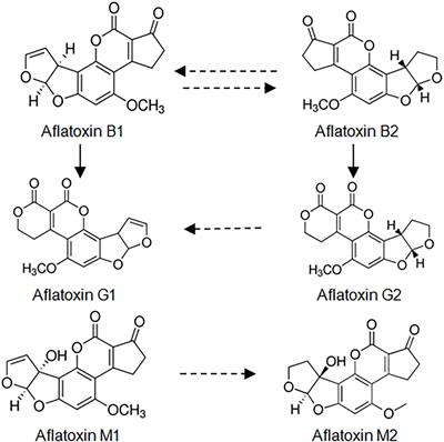 Detection of Aflatoxins in Different Matrices and Food-Chain Positions